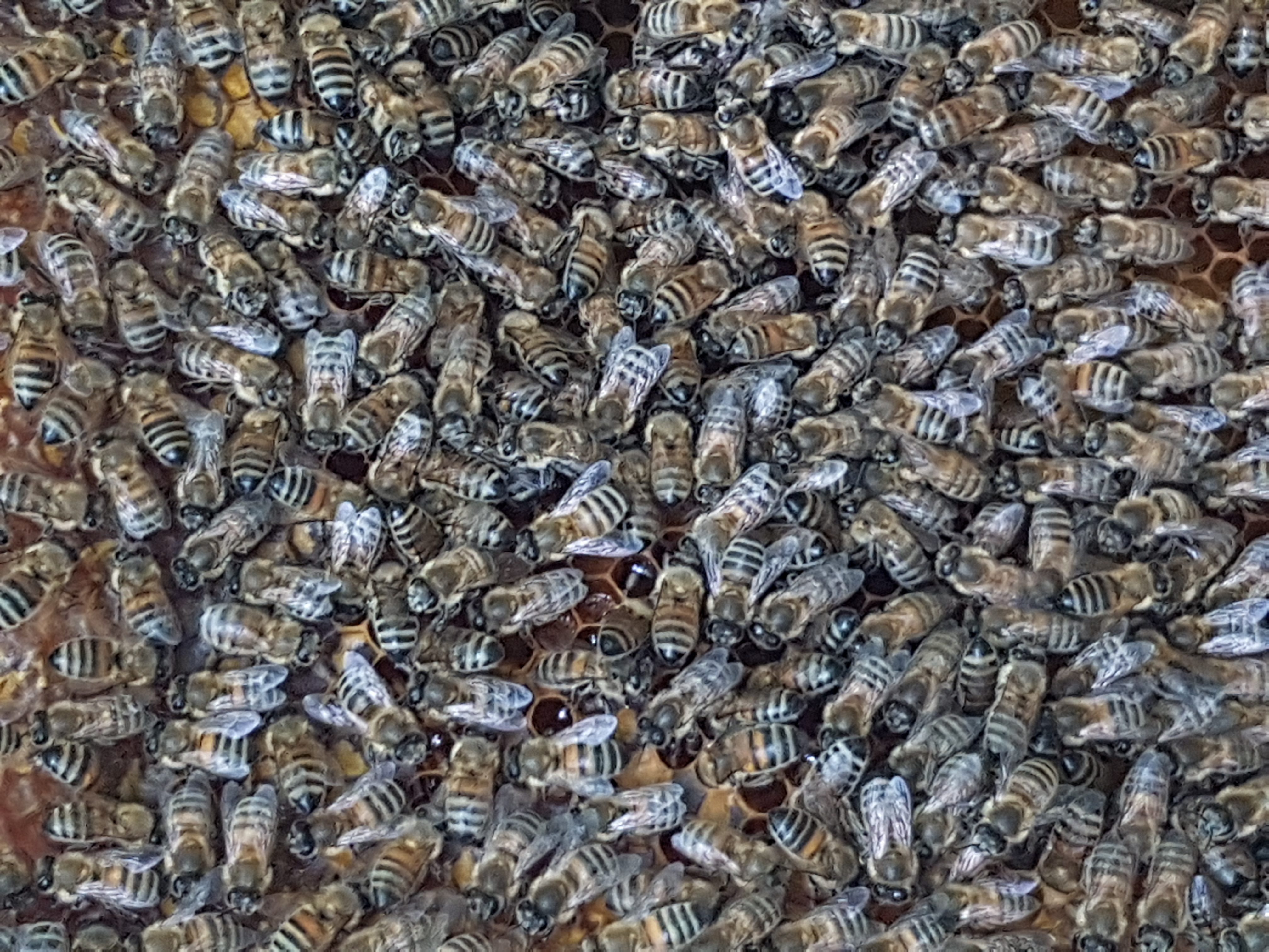 2025.10.08.Fond abeilles-7c8fc7c7-b69a-4902-9d3b-6c9a8e295e57.jpg